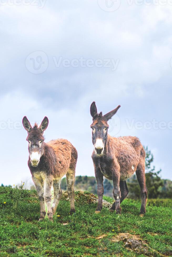 Two donkeys in a meadow photo