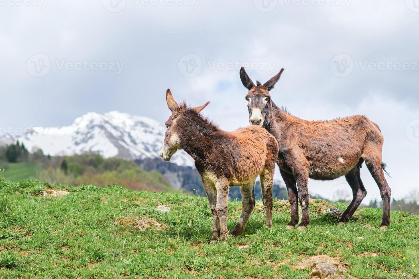 Pair of donkeys in a mountain meadow photo