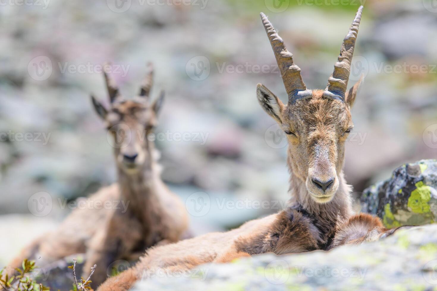 Ibexes rest on stones photo