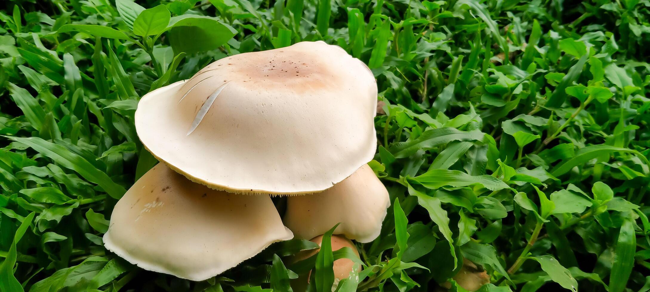a collection of white mushrooms growing among the green grass photo