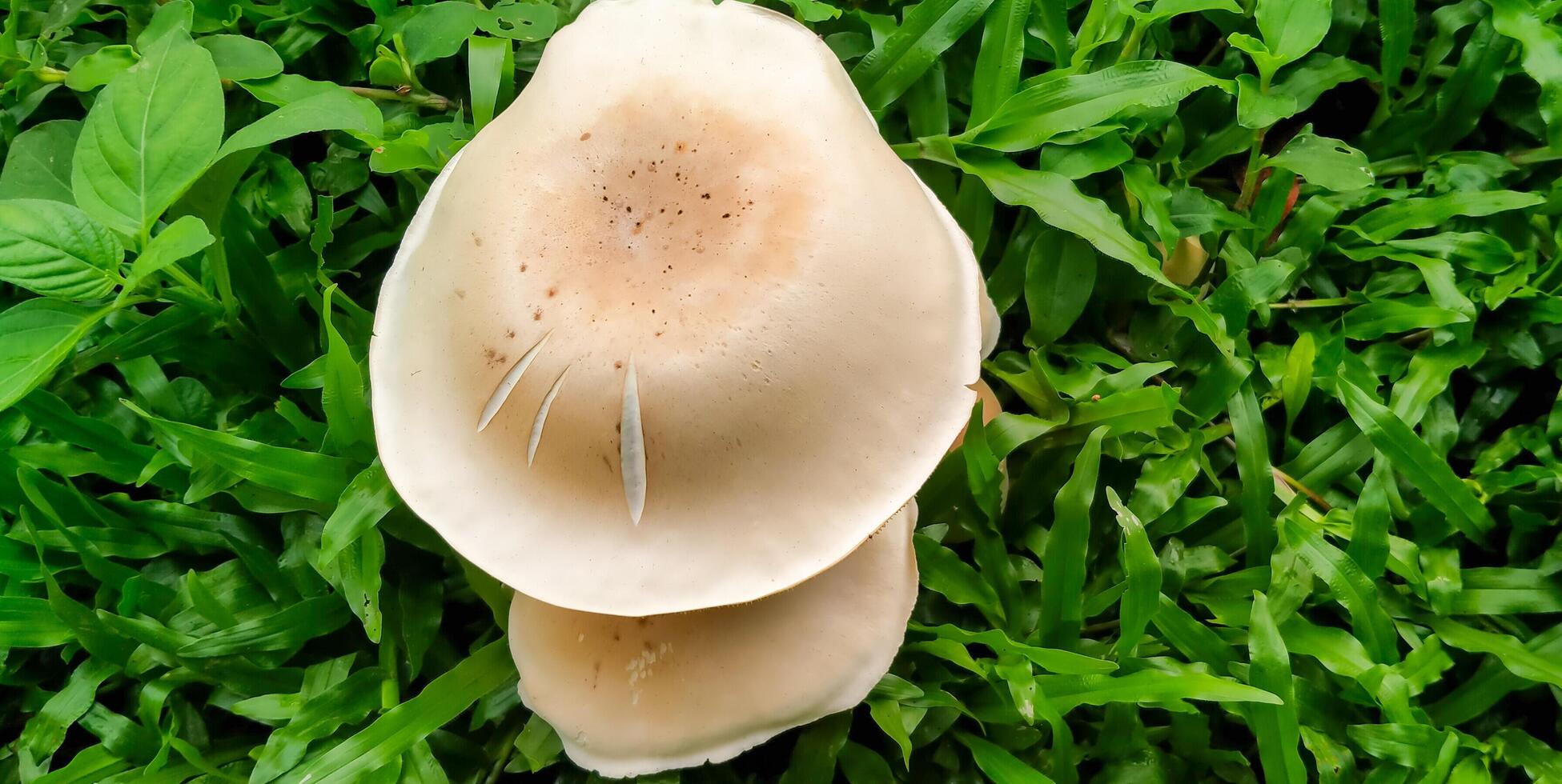 a collection of white mushrooms growing among the green grass photo