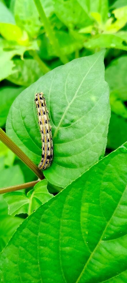 a caterpillar is on a green leaf photo