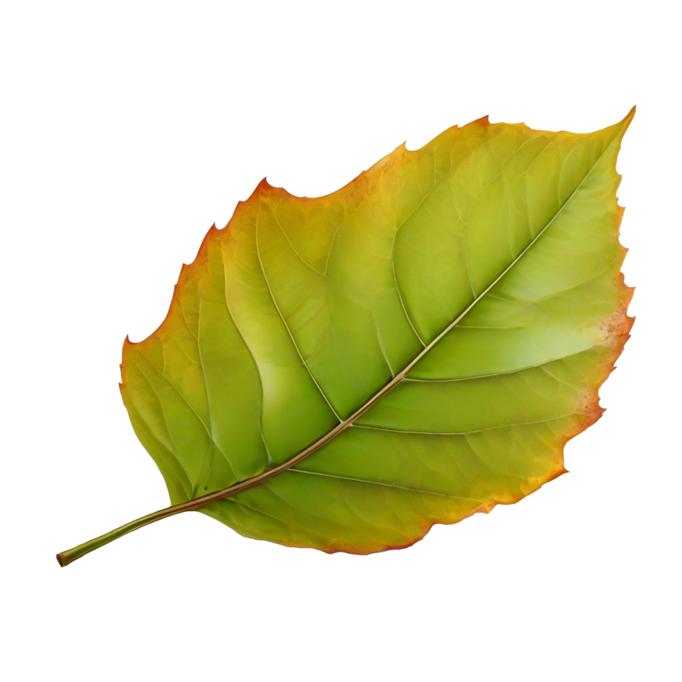 3d realistic leaf png