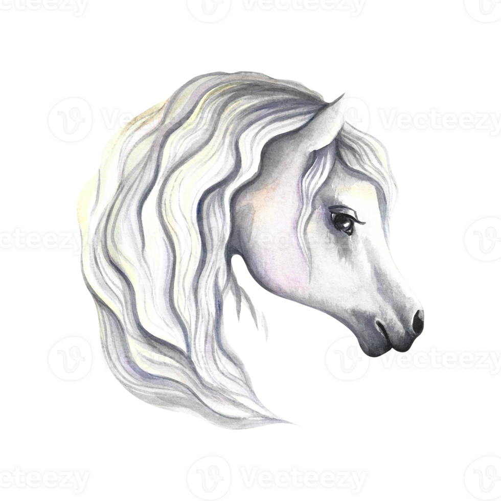 Portrait of a white horse. Watercolor illustration. For prints, stickers and labels. For postcards, business cards png