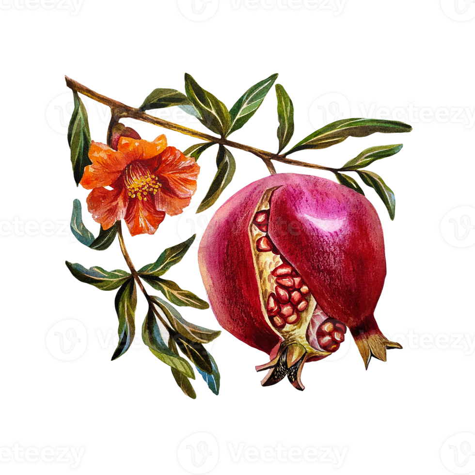 Garnet. Pomegranate fruit on a branch with a flower. Watercolor illustration. For design solutions for labels, packaging, textiles and postcards, etc. png