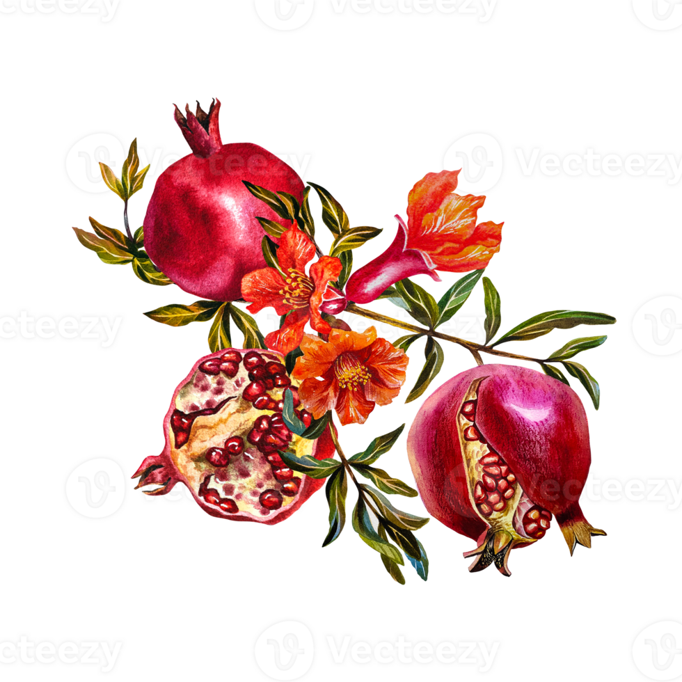 Pomegranate fruits are whole, burst and half on a branch with a flower. Watercolor illustration. For design solutions for labels, packaging, textiles and postcards, etc. png