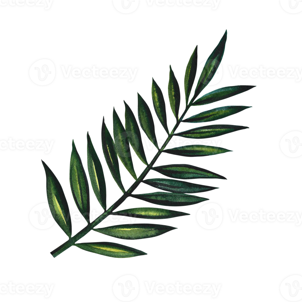 Tropical palm branch. Isolated. Watercolor hand drawn illustration. Designed for flyers, banners and postcards. For invitations, posters and labels. for stickers and prints. png