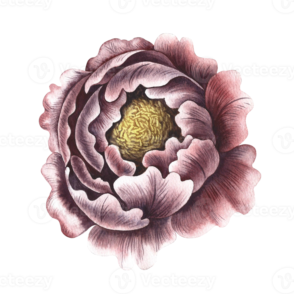 Vintage peony flower. The head of a peony flower in vintage style. A hand-drawn watercolor illustration. Isolate. A design element of a postcard, banner, flyer and poster, packaging, label and print. png