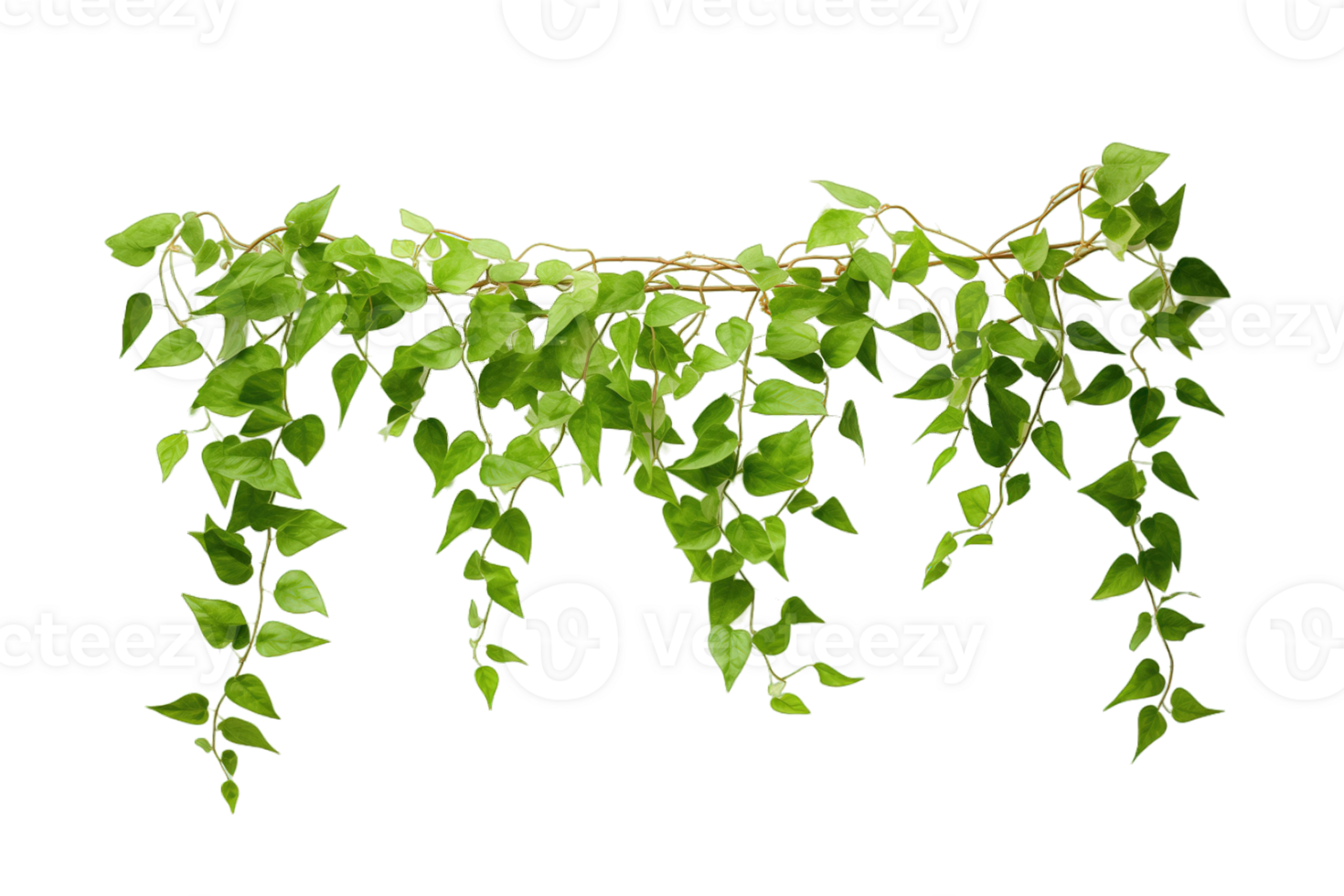 Climbing vine plant isolated on transparent background png