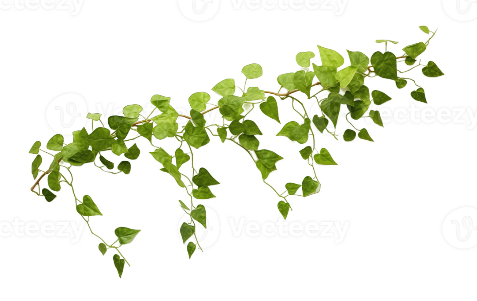 Climbing vine plant isolated on transparent background png