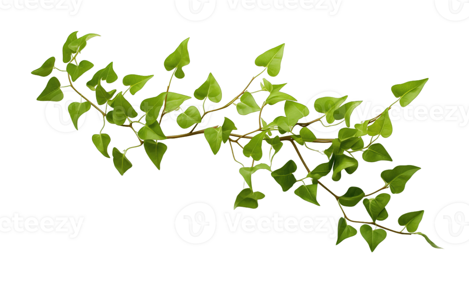 Climbing vine plant isolated on transparent background png