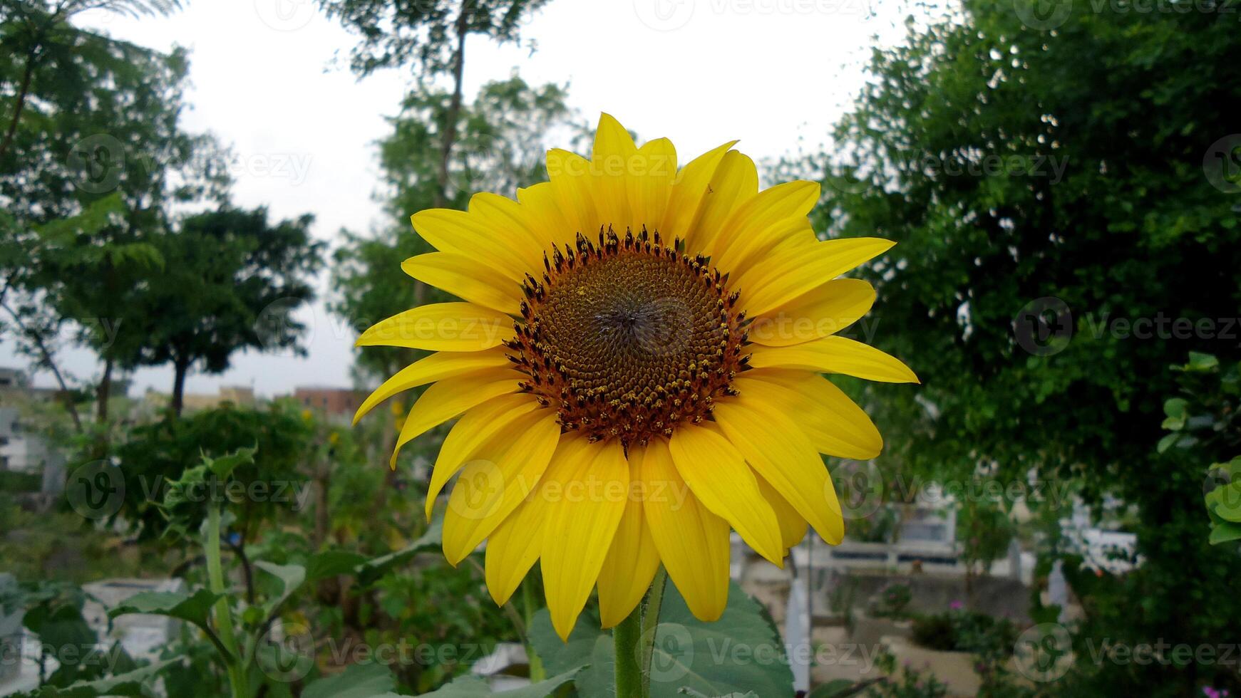 sun flower with green leaves around it photo