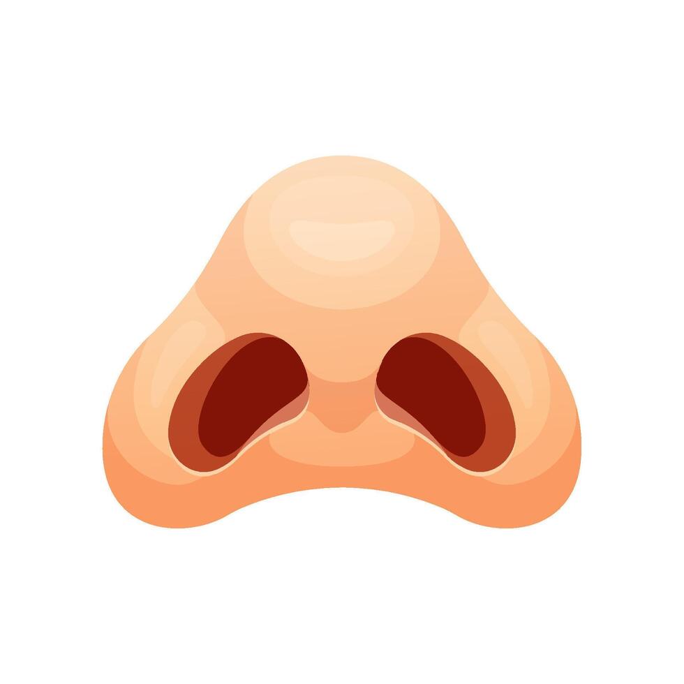 Human nostril isolated. Nose in bottom view. vector
