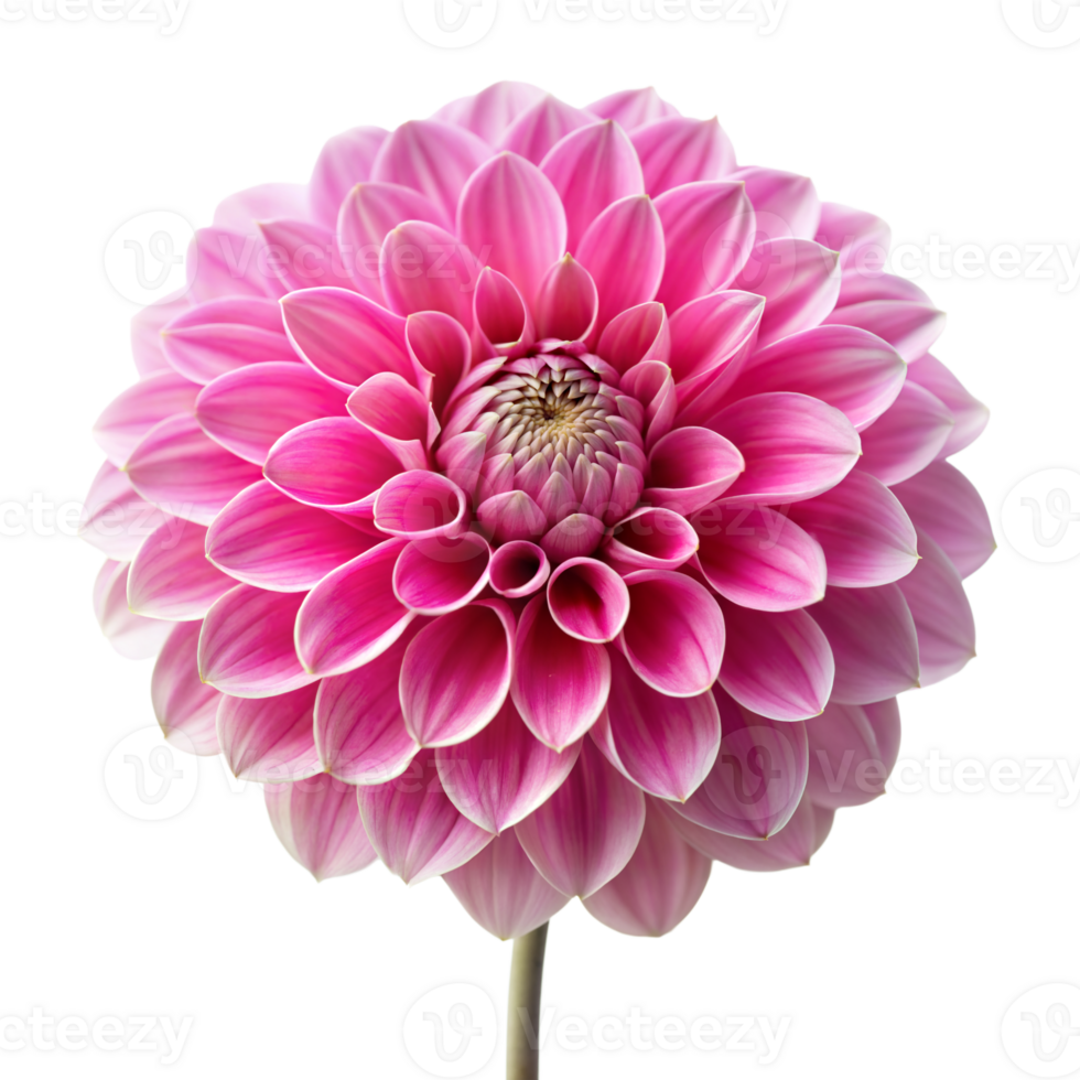 Vibrant pink dahlia flower in full bloom isolated on background png