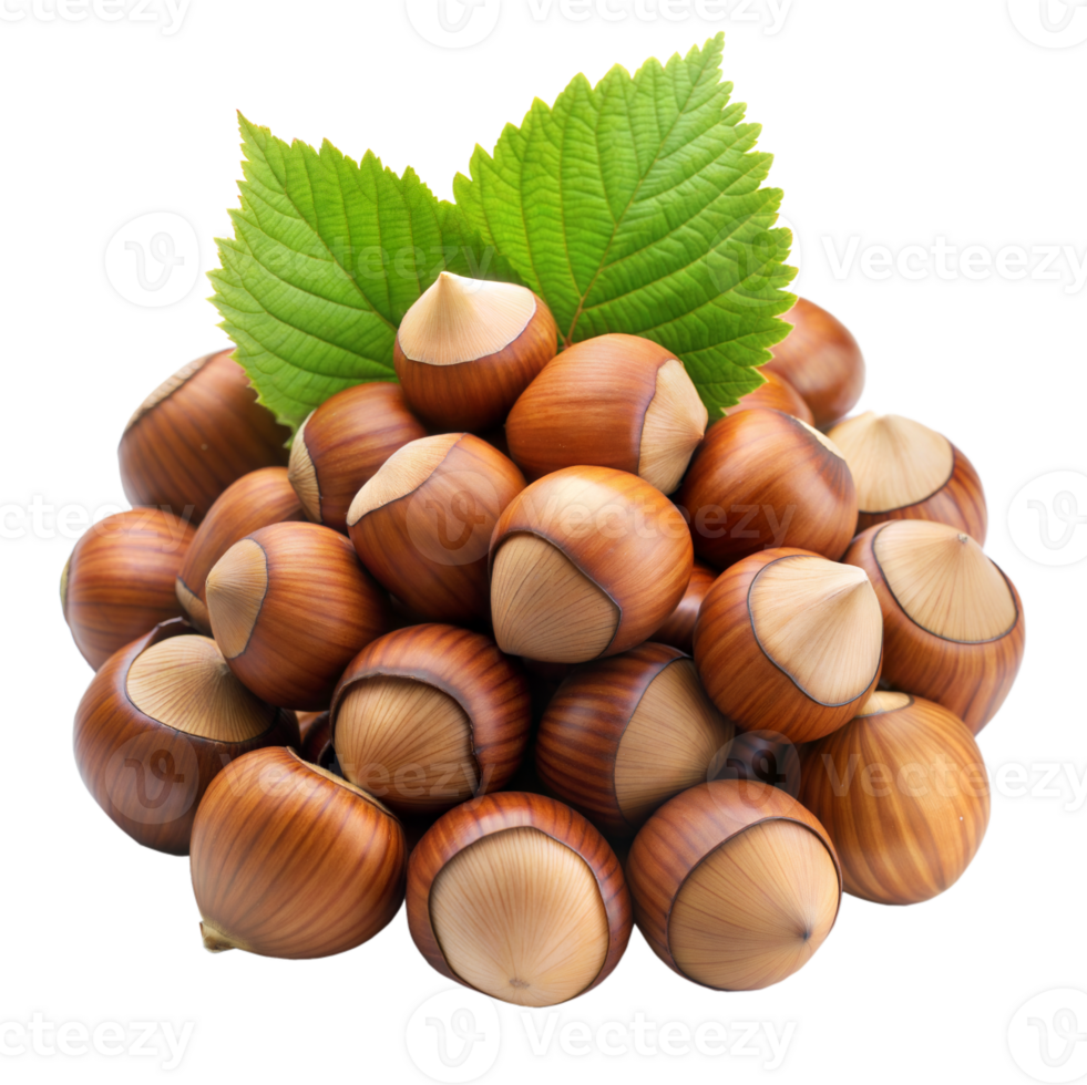 Group of fresh hazelnuts with green leaves isolated on transparent png