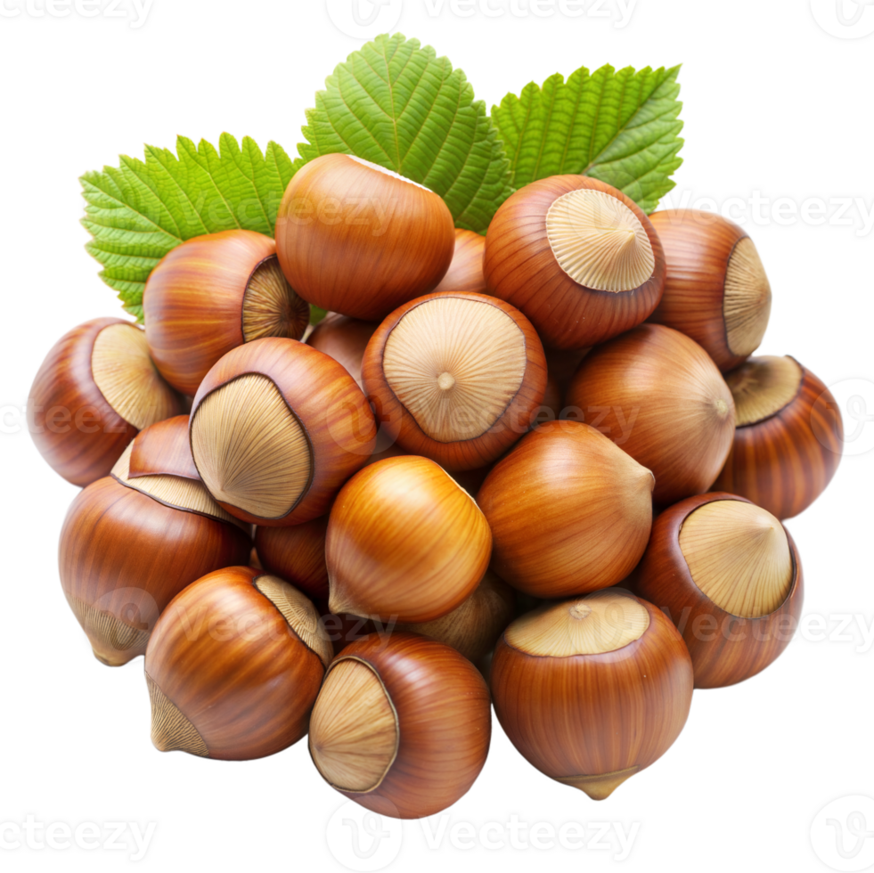 Bunch of fresh hazelnuts with green leaves isolated png