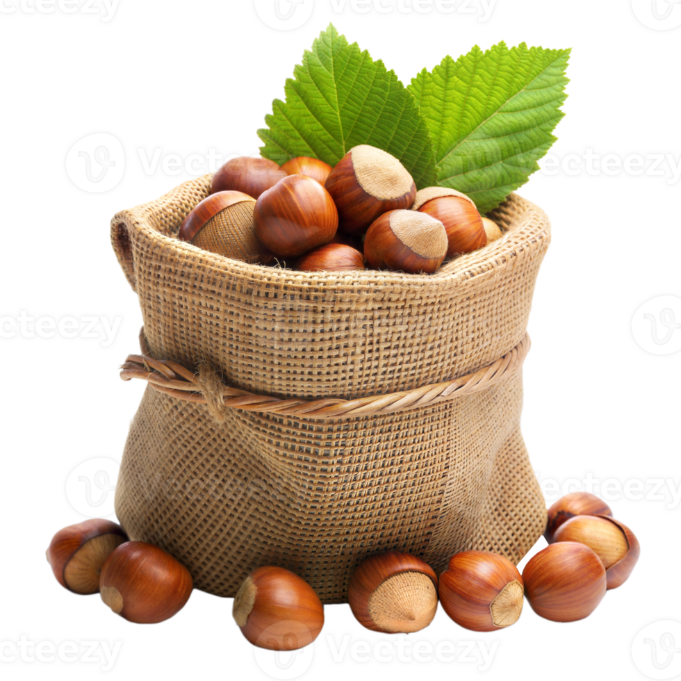 Fresh hazelnuts in a rustic burlap sack on a transparent background png