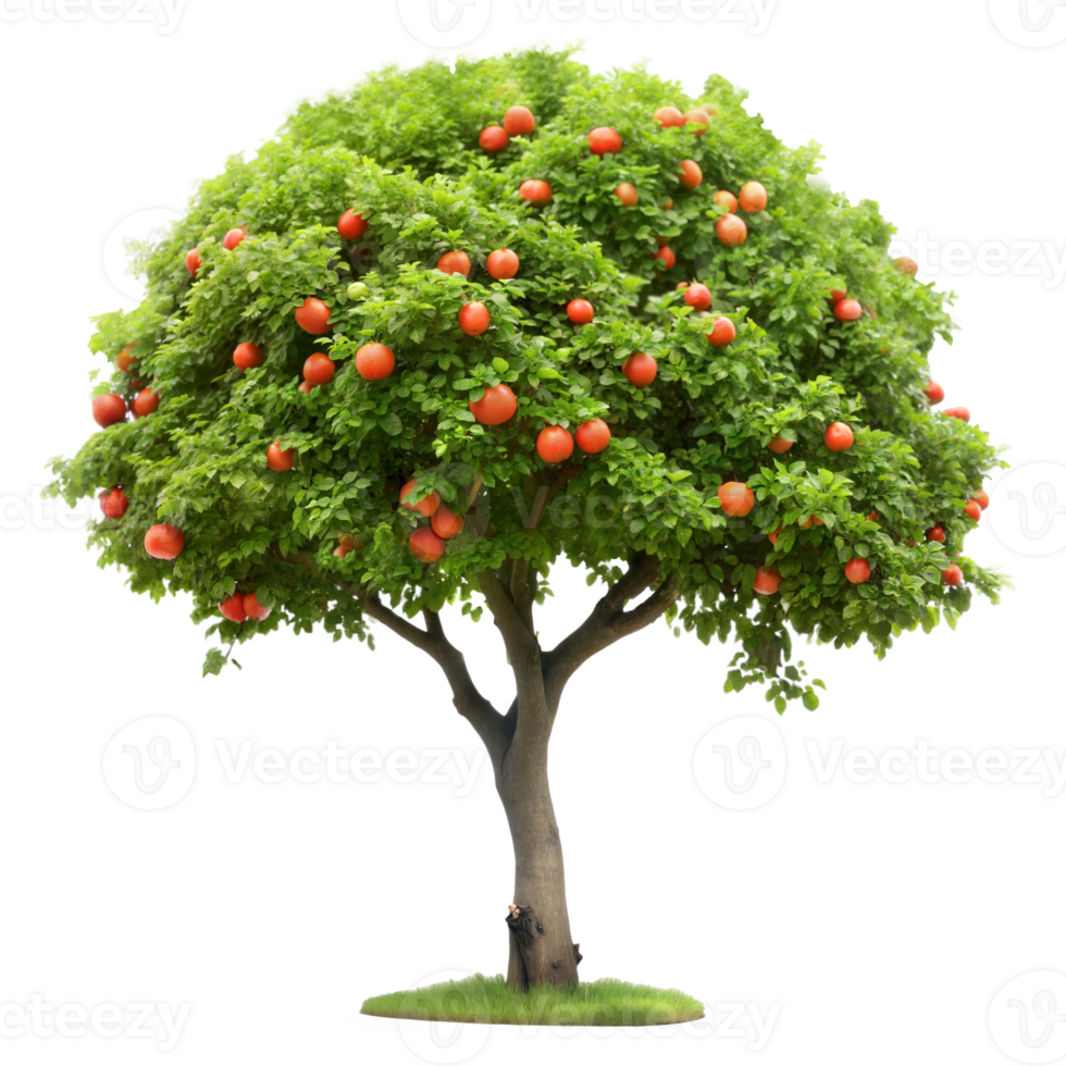 Lush green tree with ripe red apples on transparent background png