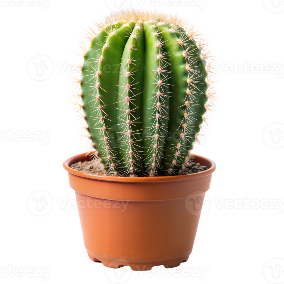 A cactus planted in a pot, with thorns and green succulent leaves, set against a plain transparent background png