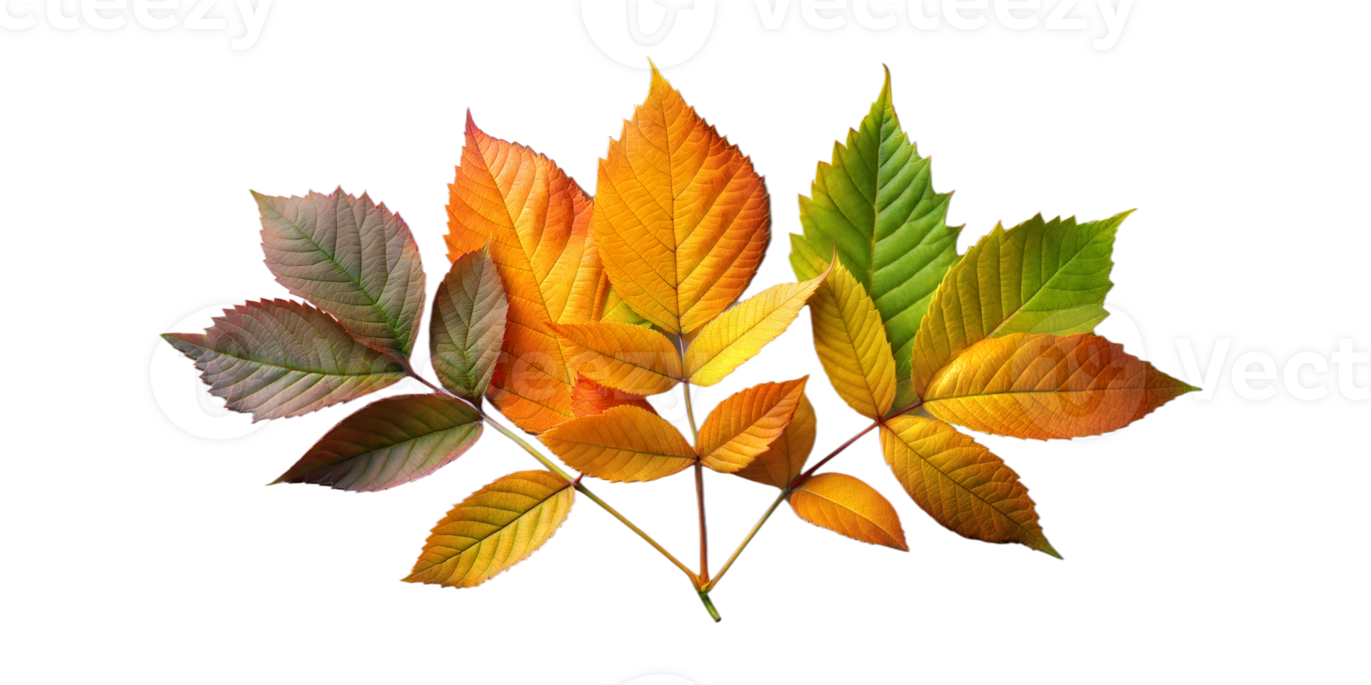 colorato autunno le foglie disposte artisticamente su trasparente sfondo png