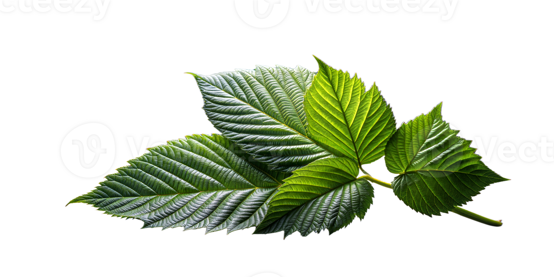 Vibrant green leaves with detailed veins on a clear background png