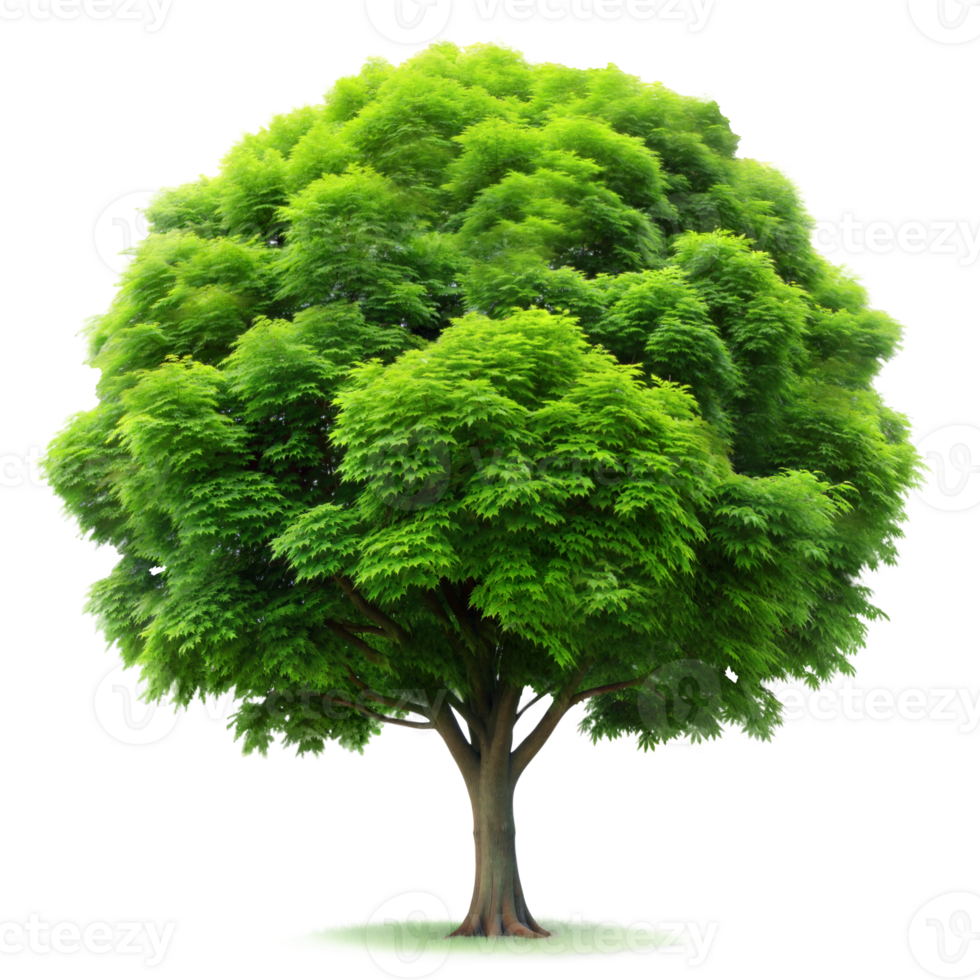 Lush green tree isolated on a transparent background 44207628 PNG