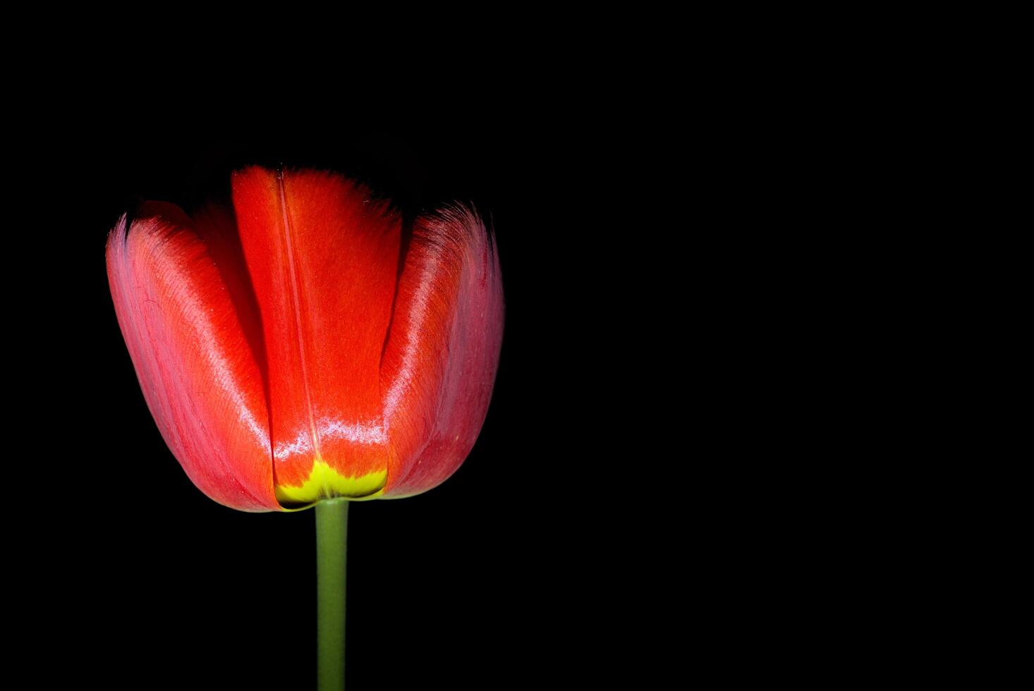 lado ver en hermosa rojo tulipán con negro antecedentes foto