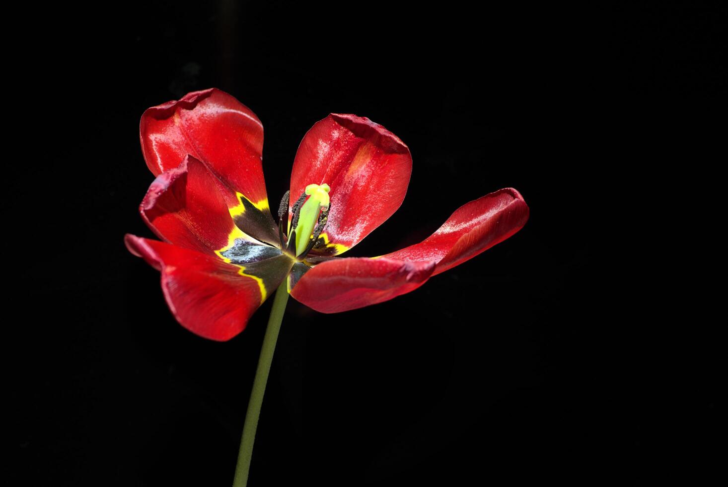 A vividly blooming red tulip set against a stark black background, captured in macro detail photo