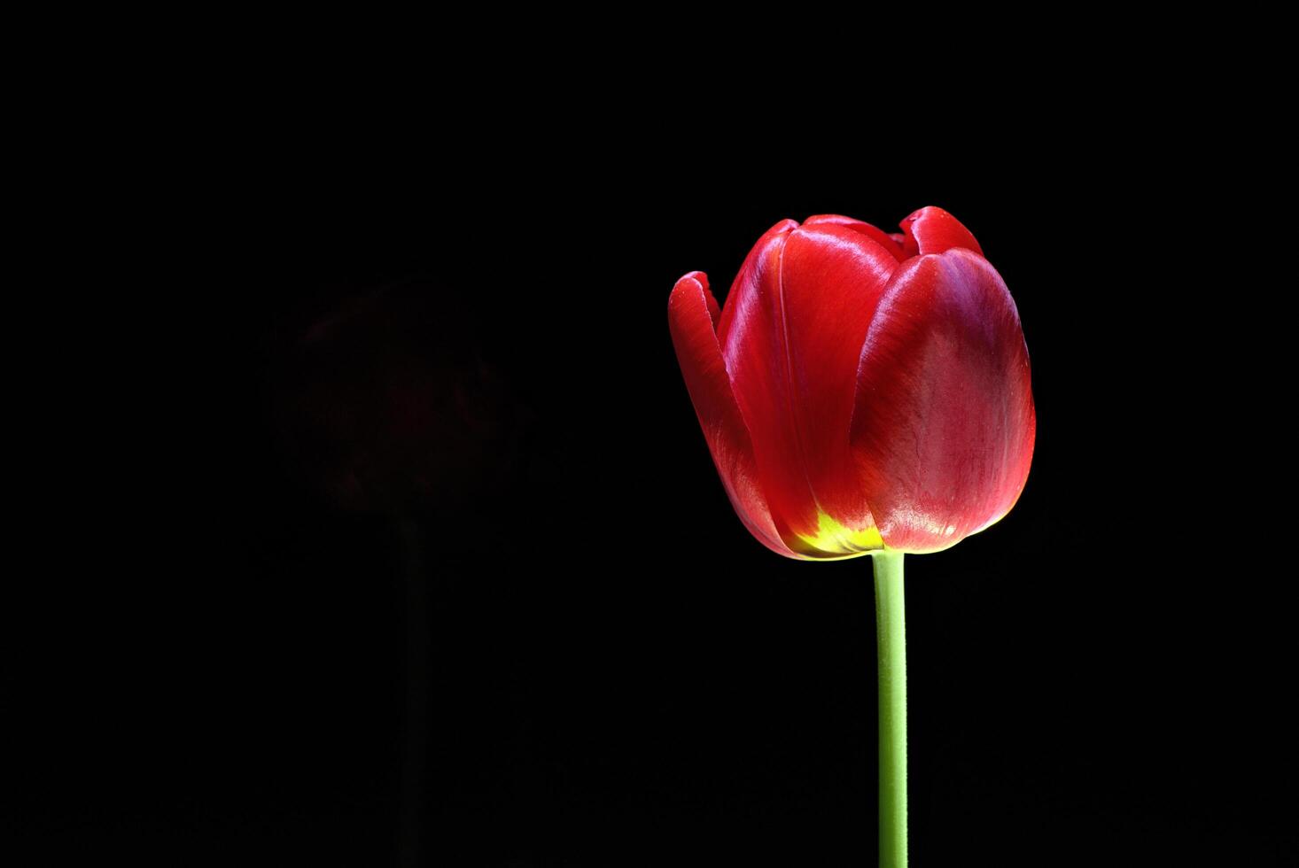 lado ver en hermosa rojo tulipán con negro antecedentes foto