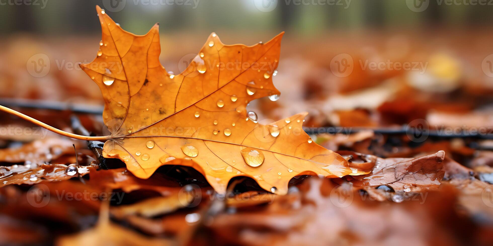 Water droplets collected in autumn leaf photo