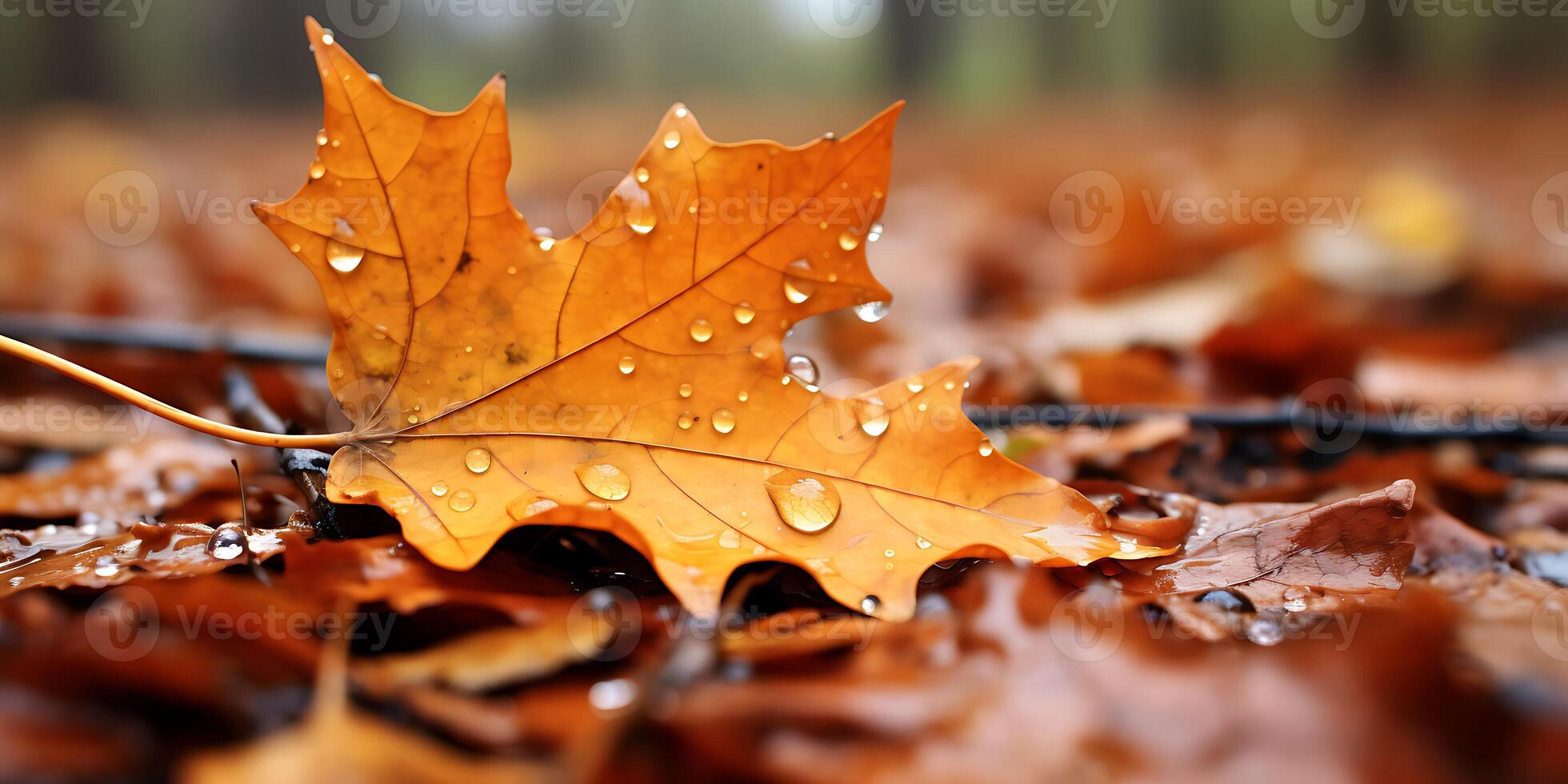 agua gotas recogido en otoño hoja foto