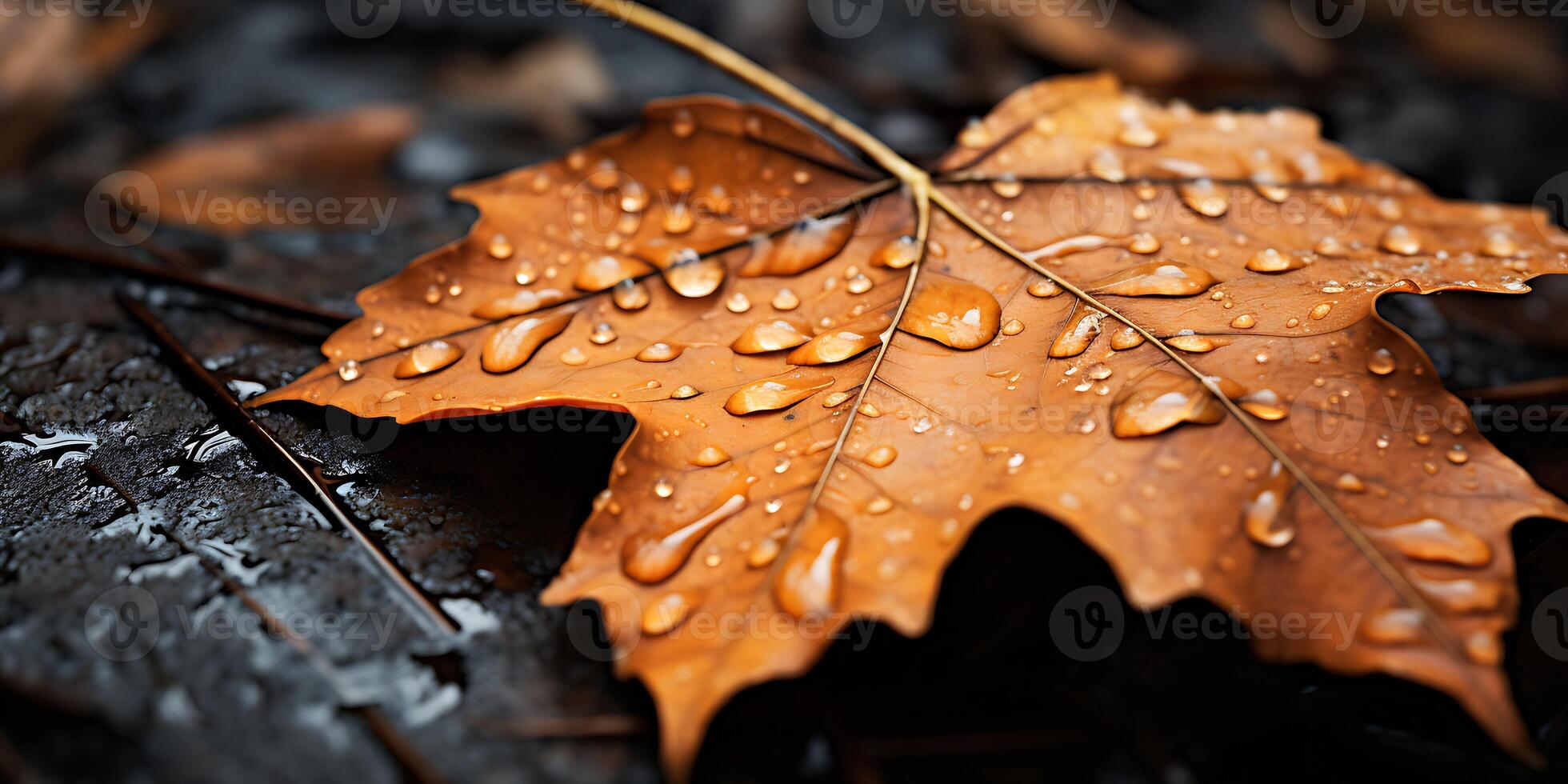 Close up of fallen leaf on the ground in autumn with water drops photo
