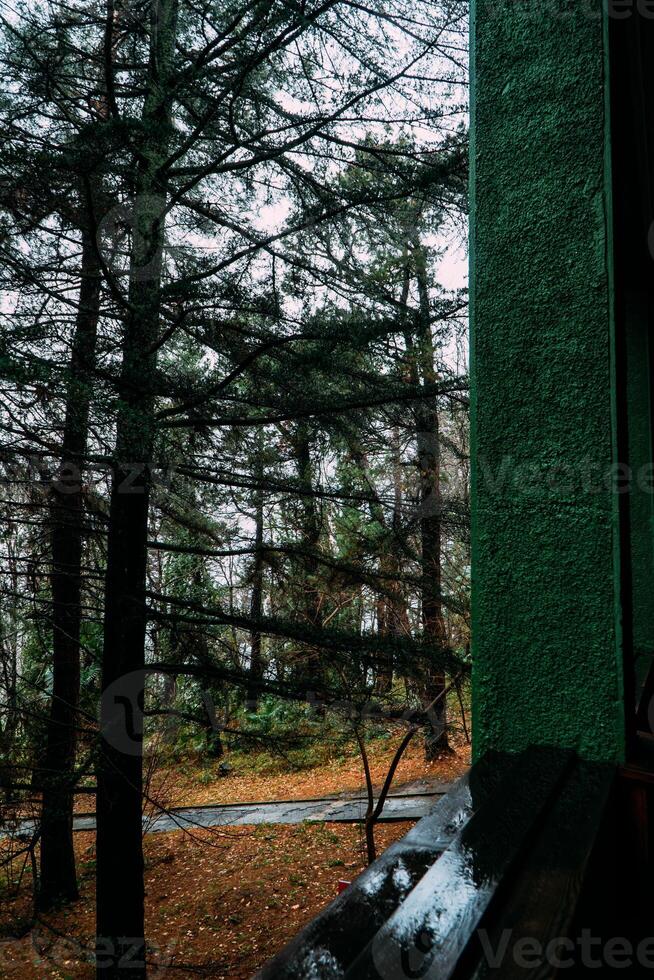 Rainy Weather Enhances Tropical Greenery Around Residence. Sochi, Russia photo