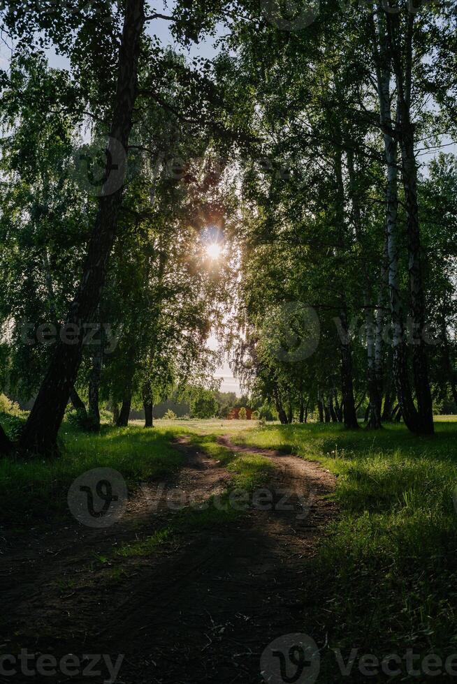 Sunlit Path through Summer Forest photo