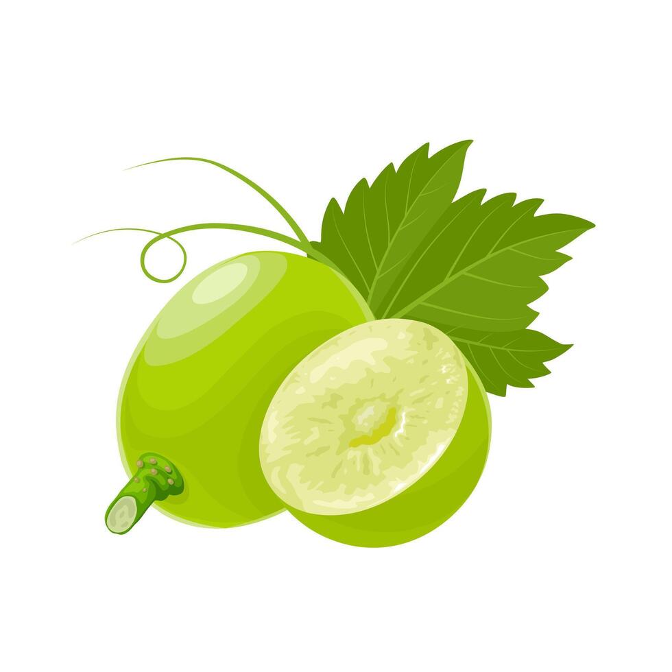 Illustration, muscat grapes, isolated white background. vector