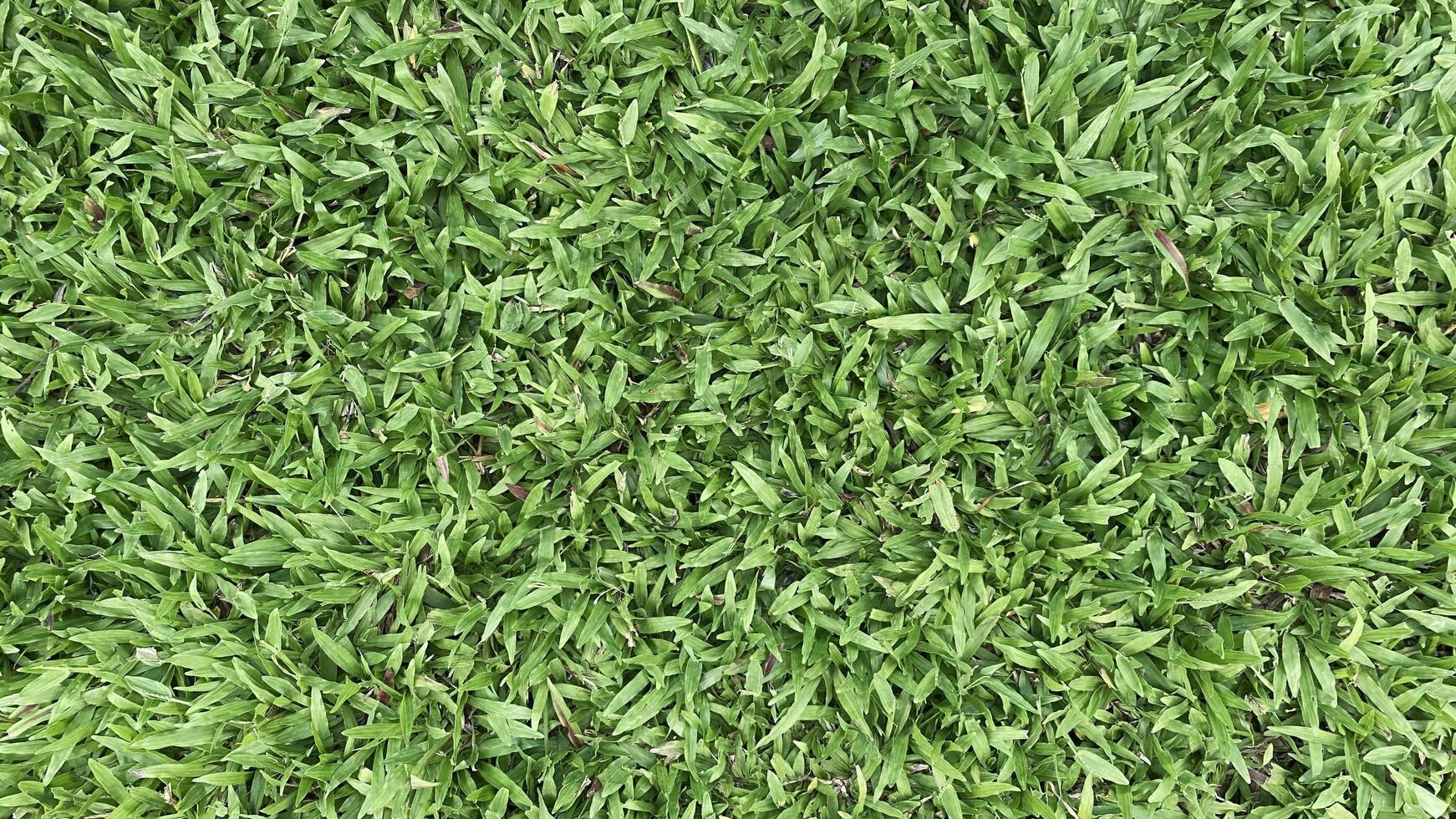 Green grass background photo