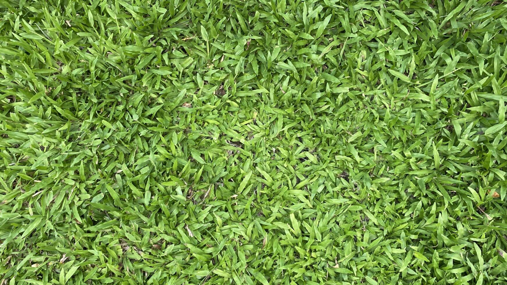 Green grass background photo