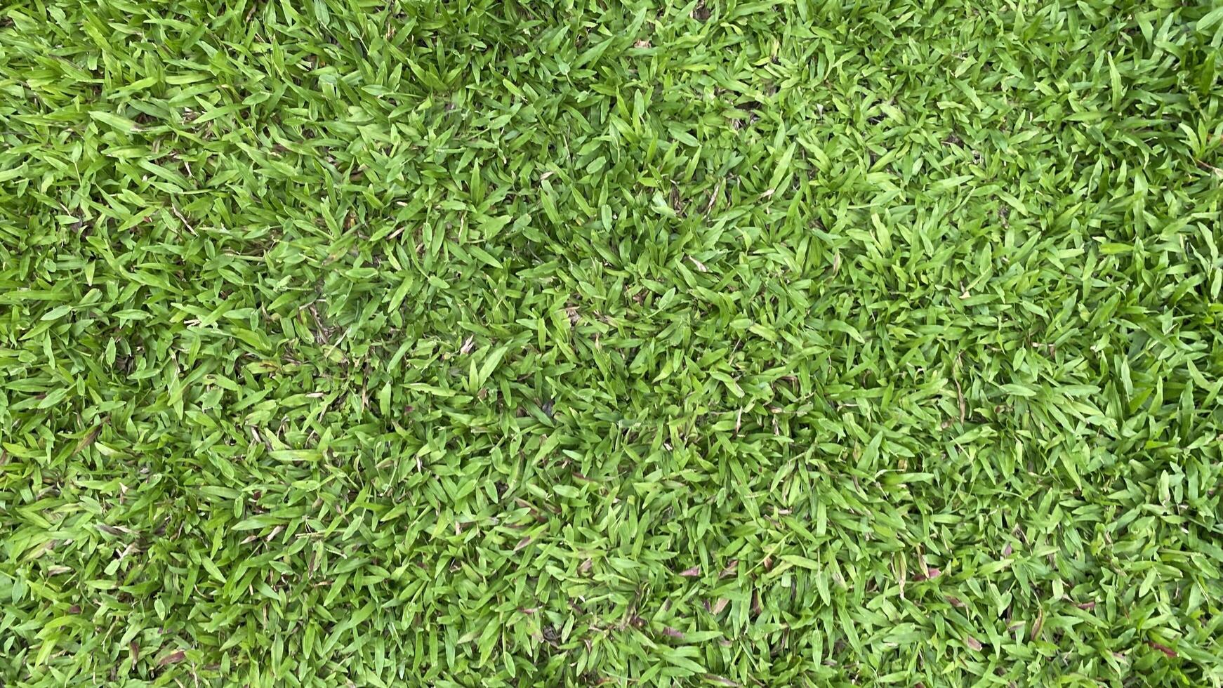 Green grass background photo