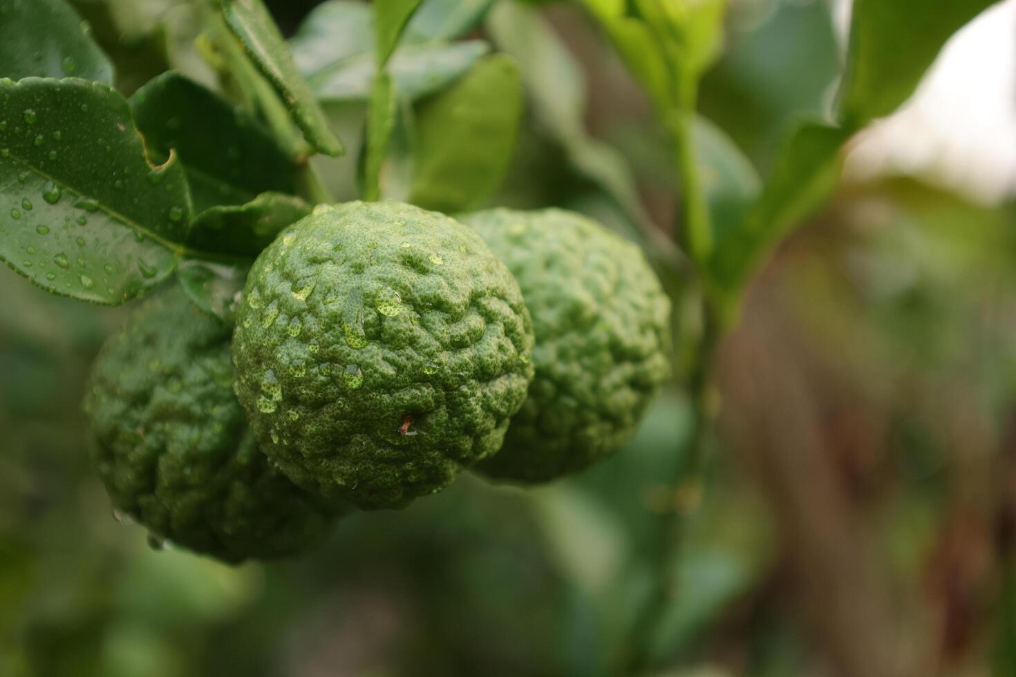 Green bergamot fruit on tree photo