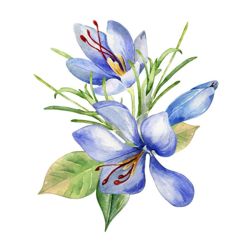 acuarela ilustración de azafrán aislado en blanco. arreglo de azafrán sativus botánico Arte mano dibujado. pintado primavera azul flores azafrán. diseño para Pascua de Resurrección tarjeta, paquete, tarjeta postal. vector