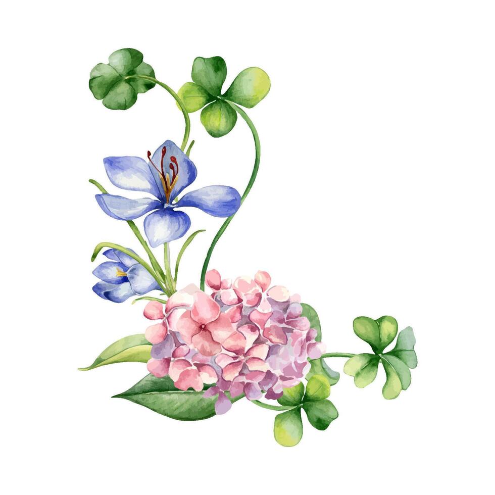 Arrangement with pink hydrangea and clover watercolor illustration isolated on white. Painted crocus flowers Easter card. Hand drawn Irish symbol. Design for St. Patrick day, springtime, package vector