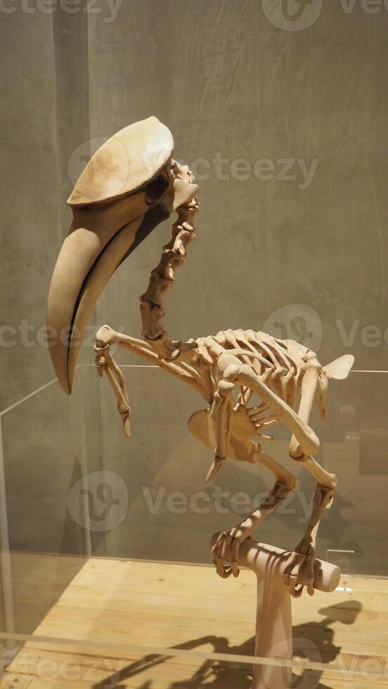 Isolated of big bird skeleton at the museum showing room photo