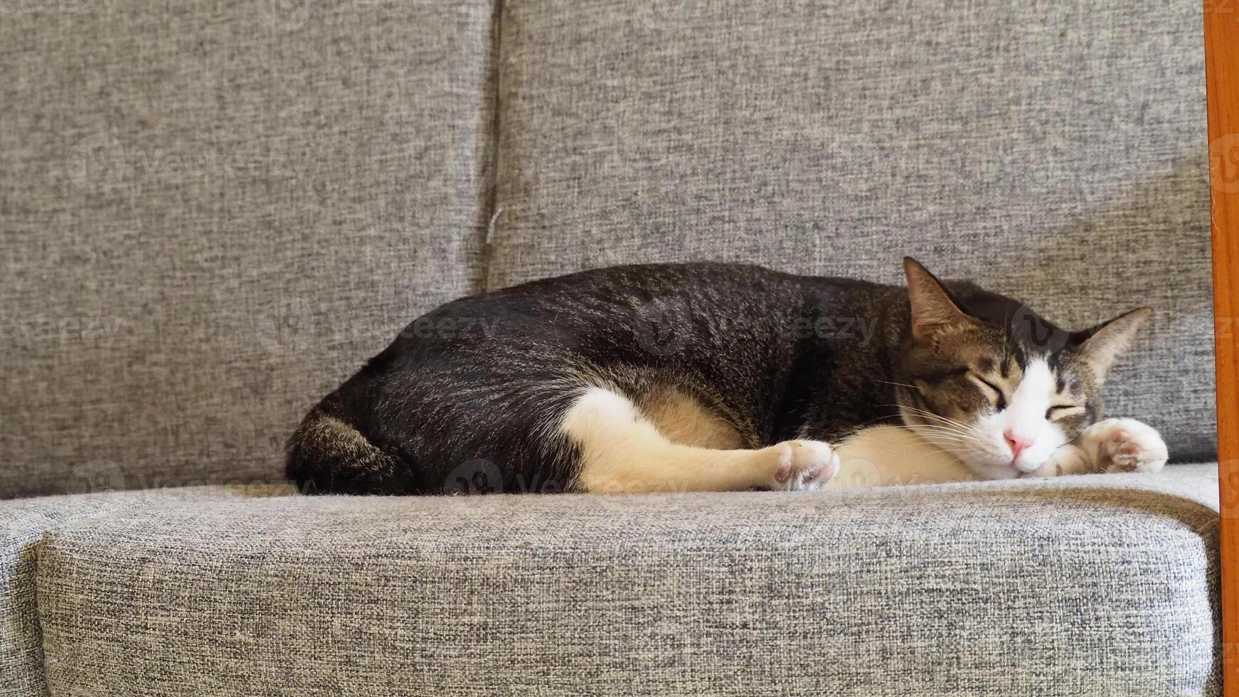 A fluffy cat sleeps soundly on a comfy couch photo