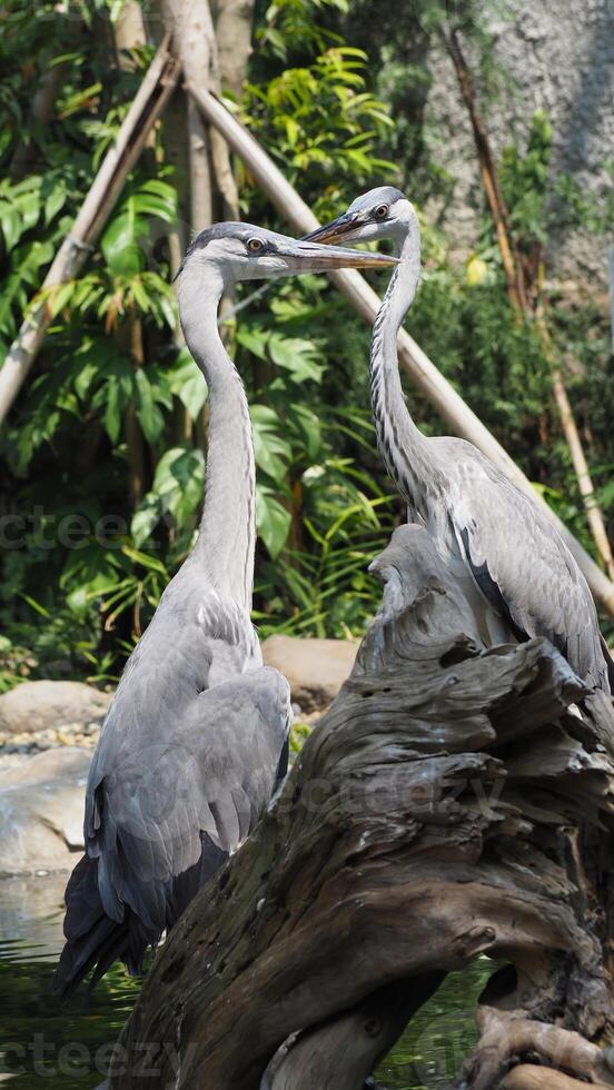 two great blue herons with long necks were perched majestically on a log photo