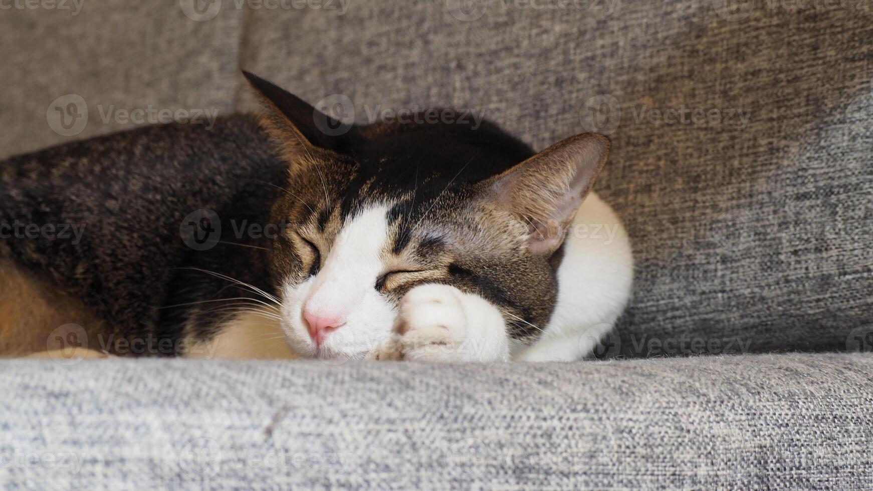 Closed up shot of sleepy cat face resting on the couch photo