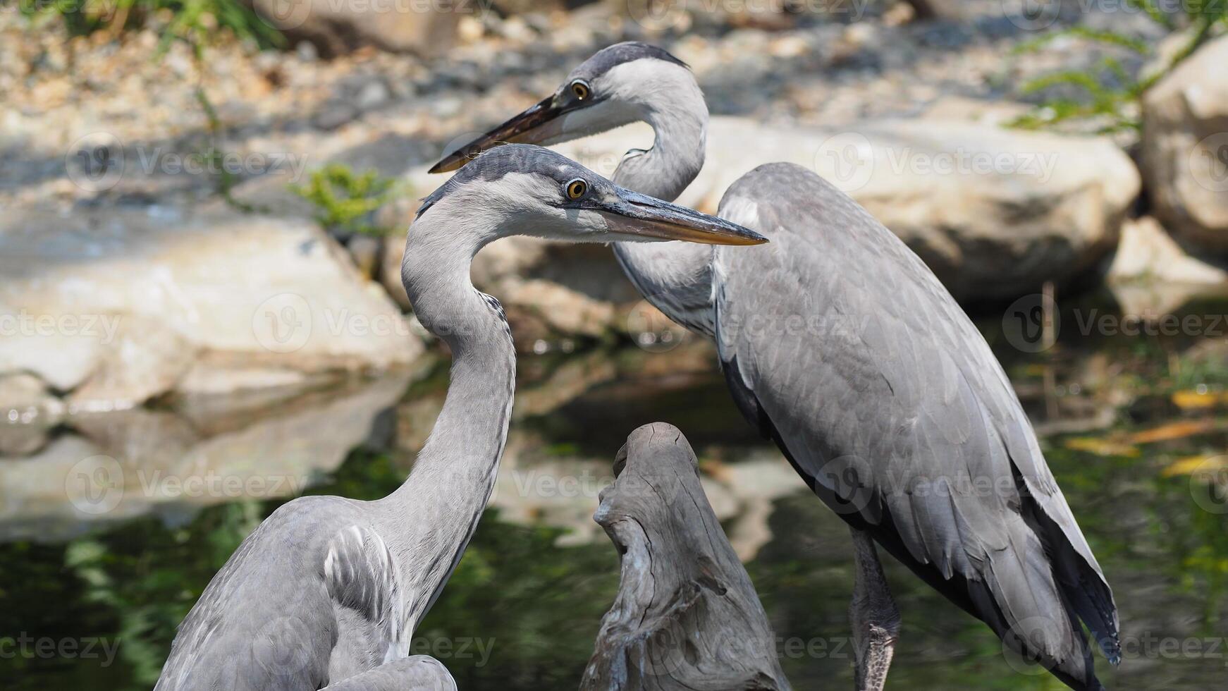 two large blue heron with a long neck and dagger-like beak patiently hunts for fish in still water photo