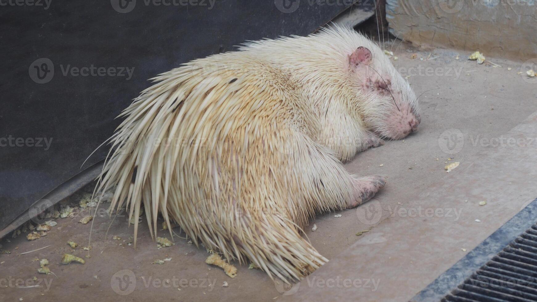 Close up of a hedgehog sleeping at the ground photo