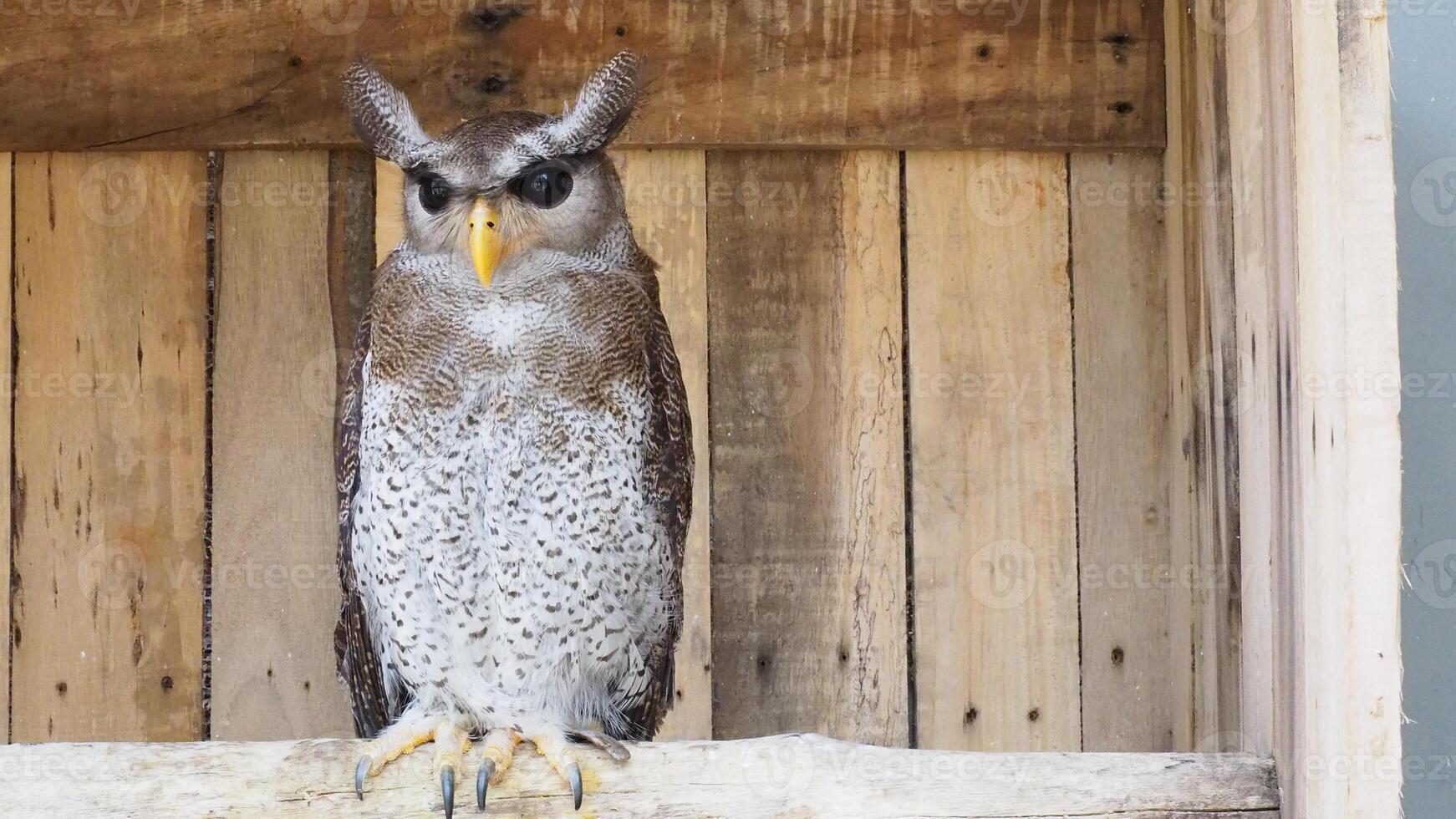 Barred eagle owl perched on a branch photo