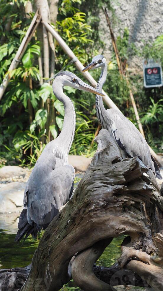 two great blue herons with long necks were perched majestically on a log photo