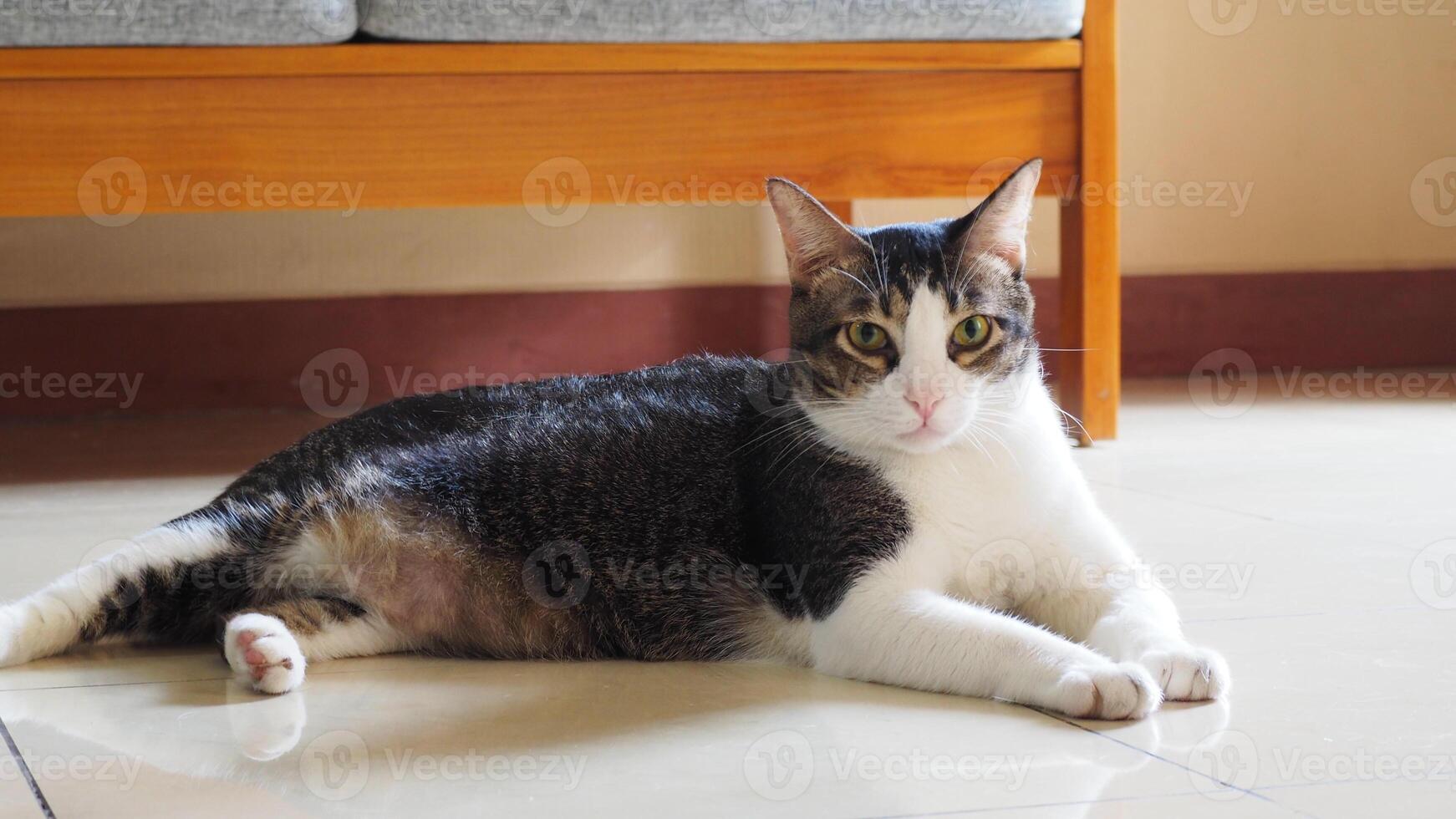 a domestic short-haired cat with black and white fur lying on the floor photo